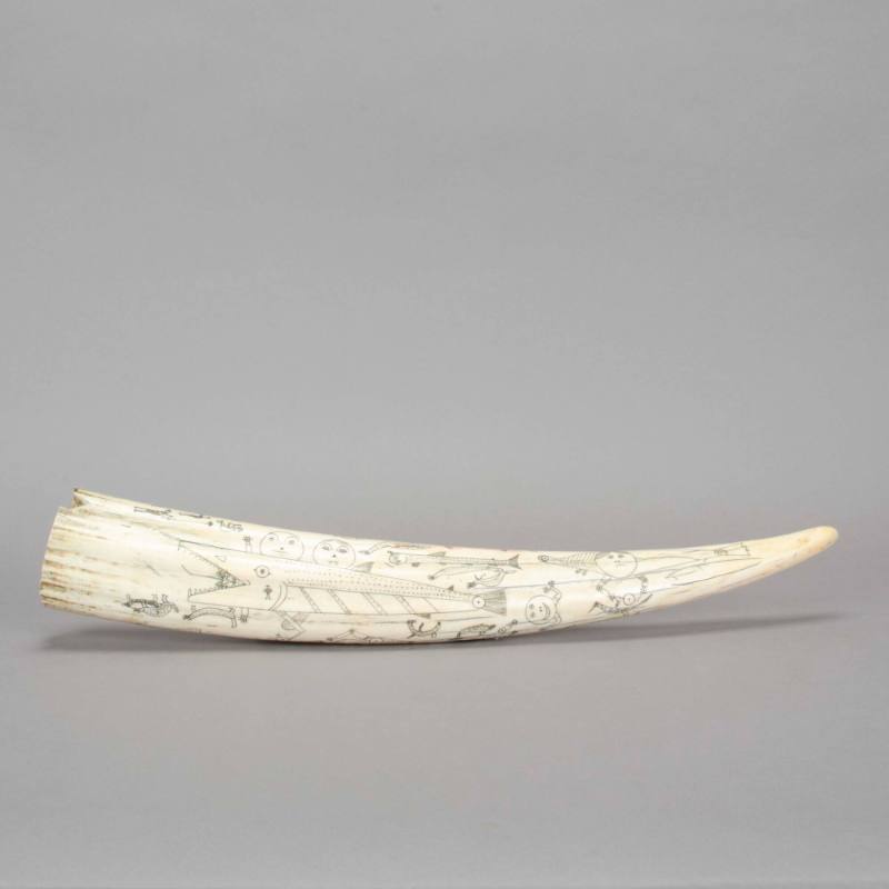 Walrus tusk drawing