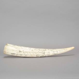 Walrus tusk drawing