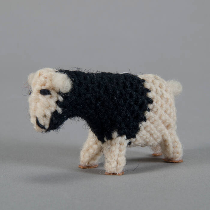 Sheep, black and white